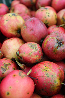 Æbler til cider brygning - gerne en bladning af søde og syrlige æbler - lær mere om det på Østervang Gaards cider brygger kursus